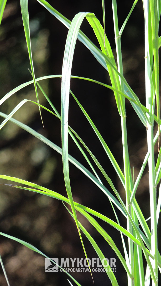 Miscanthus sinensis Ferner Osten – zbliżenie liści