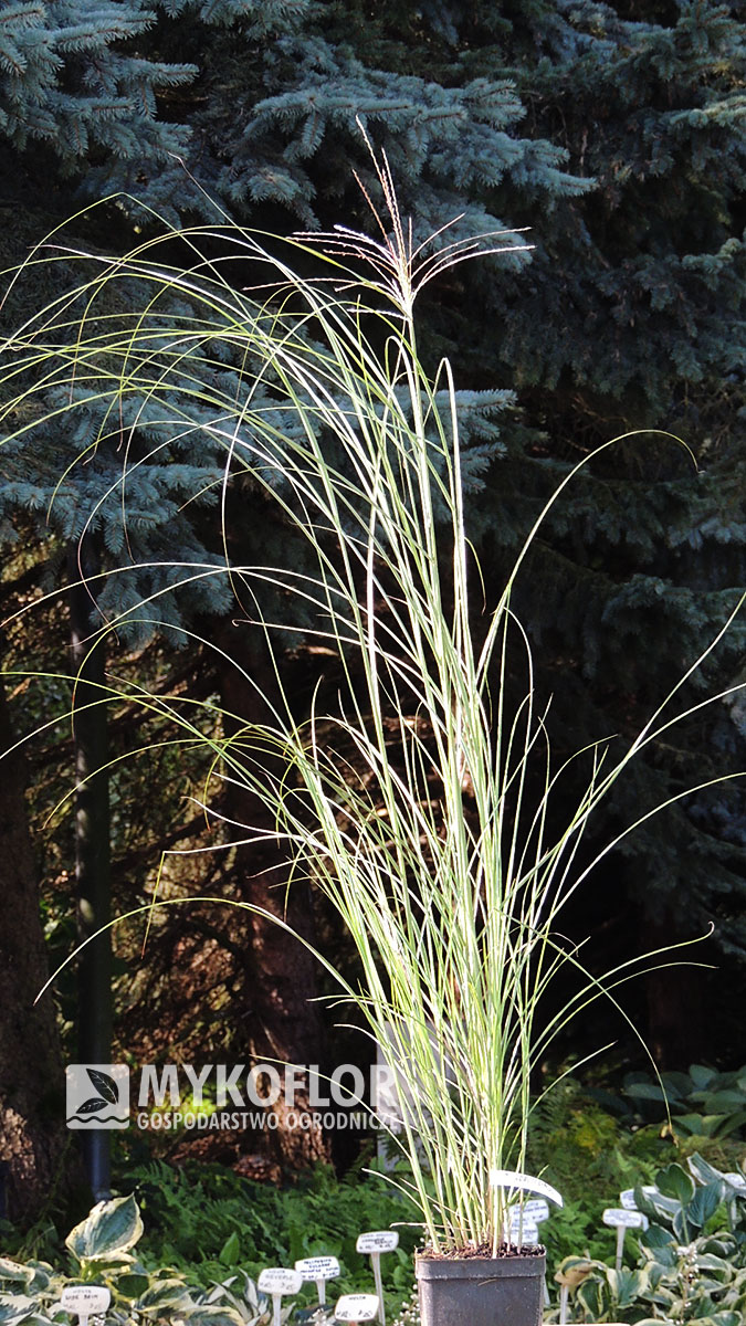 Miscanthus sinensis Gracillimus – przykładowa roślina oferowana do sprzedaży