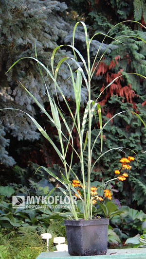 Miscanthus sinensis Leopard – przykładowa roślina oferowana do sprzedaży