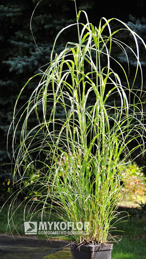 Miscanthus sinensis Little Zebra – przykładowa roślina oferowana do sprzedaży