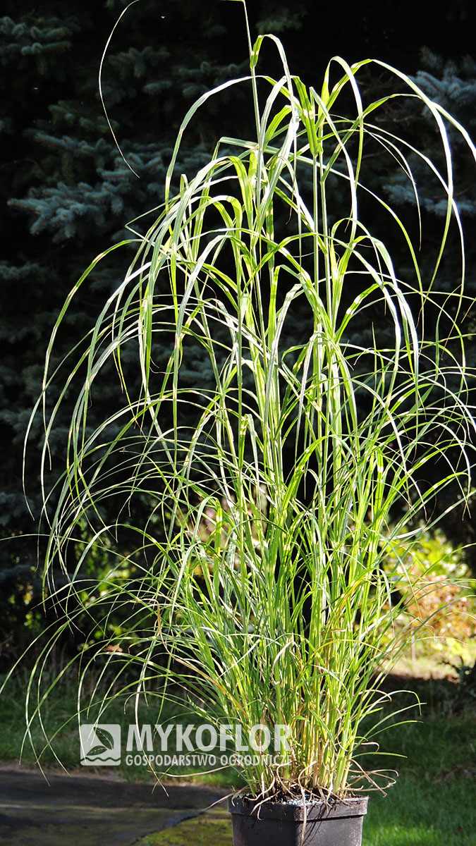 Miscanthus sinensis Little Zebra – przykładowa roślina oferowana do sprzedaży