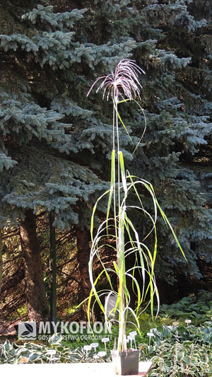 Miscanthus sinensis Memory – przykładowa roślina oferowana do sprzedaży