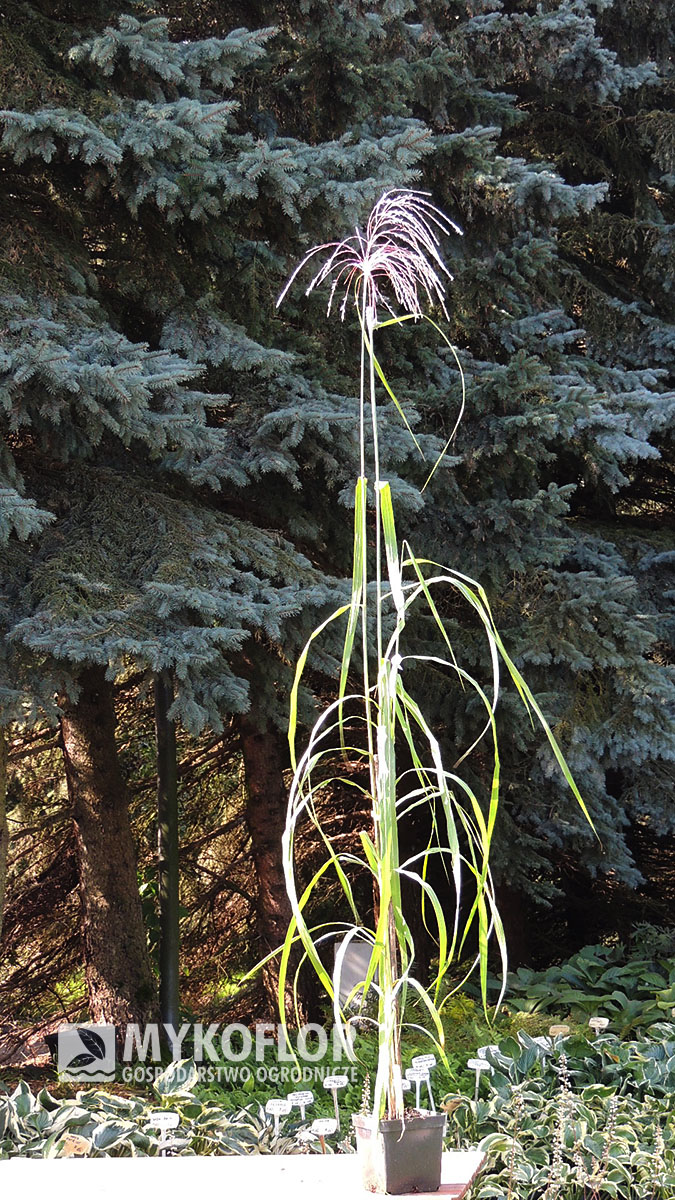 Miscanthus sinensis Memory – przykładowa roślina oferowana do sprzedaży