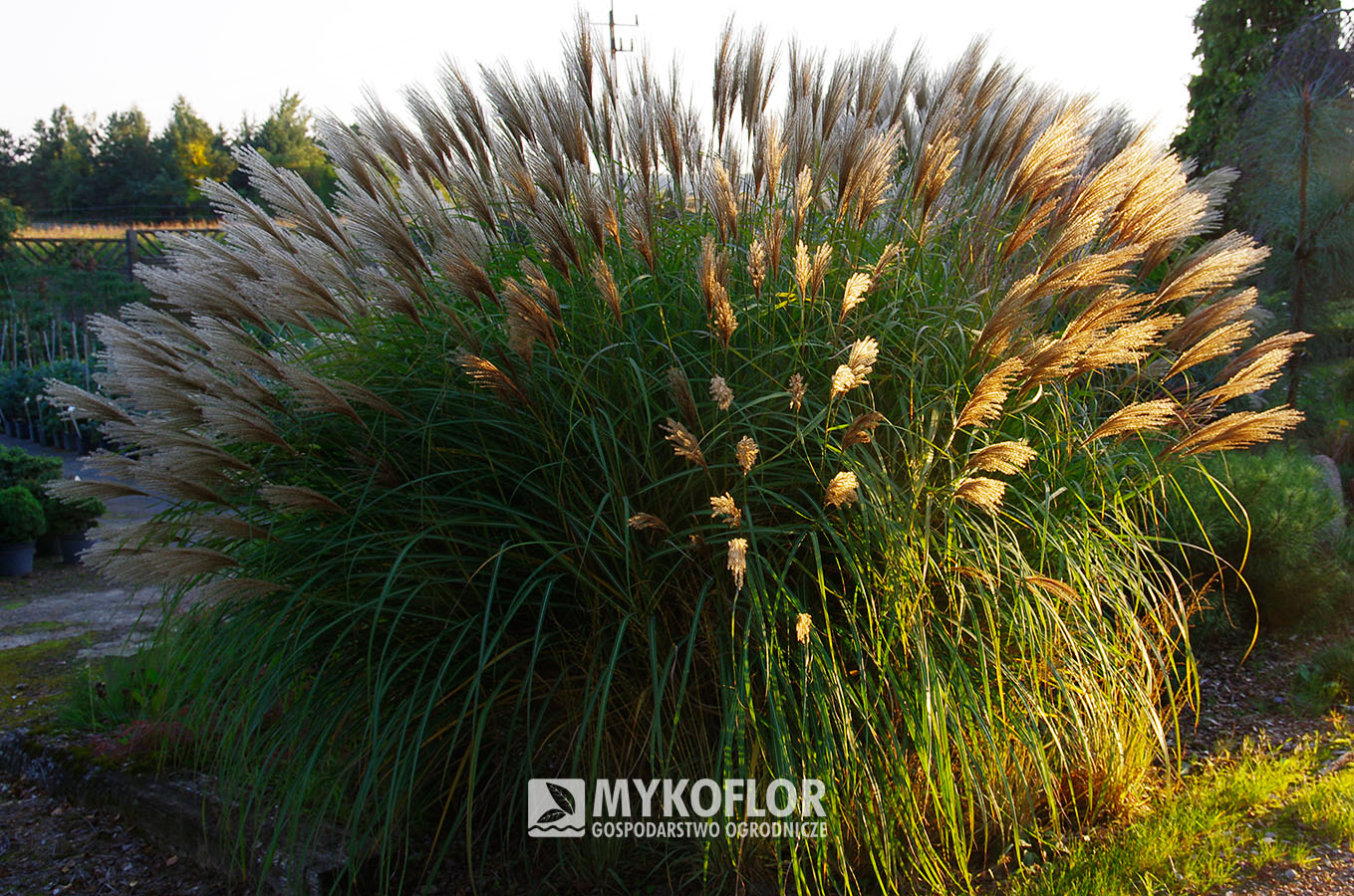 Miscanthus sinensis ‘Kakadu’ – roślina rosnąca w gruncie