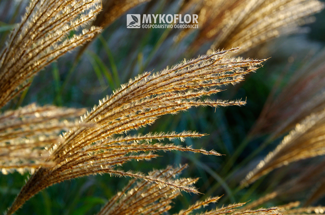 Miscanthus sinensis ‘Kakadu’ – kwiatostany