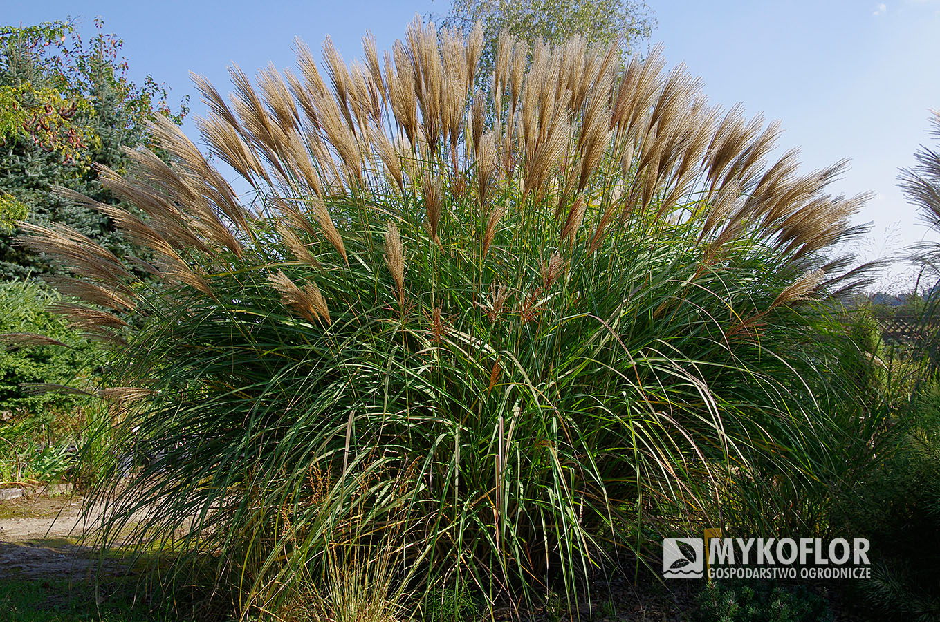 Miscanthus sinensis ‘Kakadu’ – roślina rosnąca w gruncie