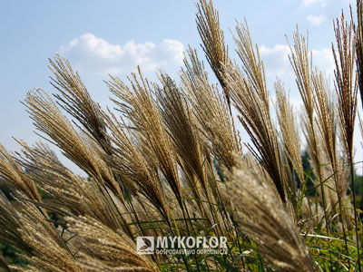 Miskant chiński ‘Kakadu’ – kwiatostany