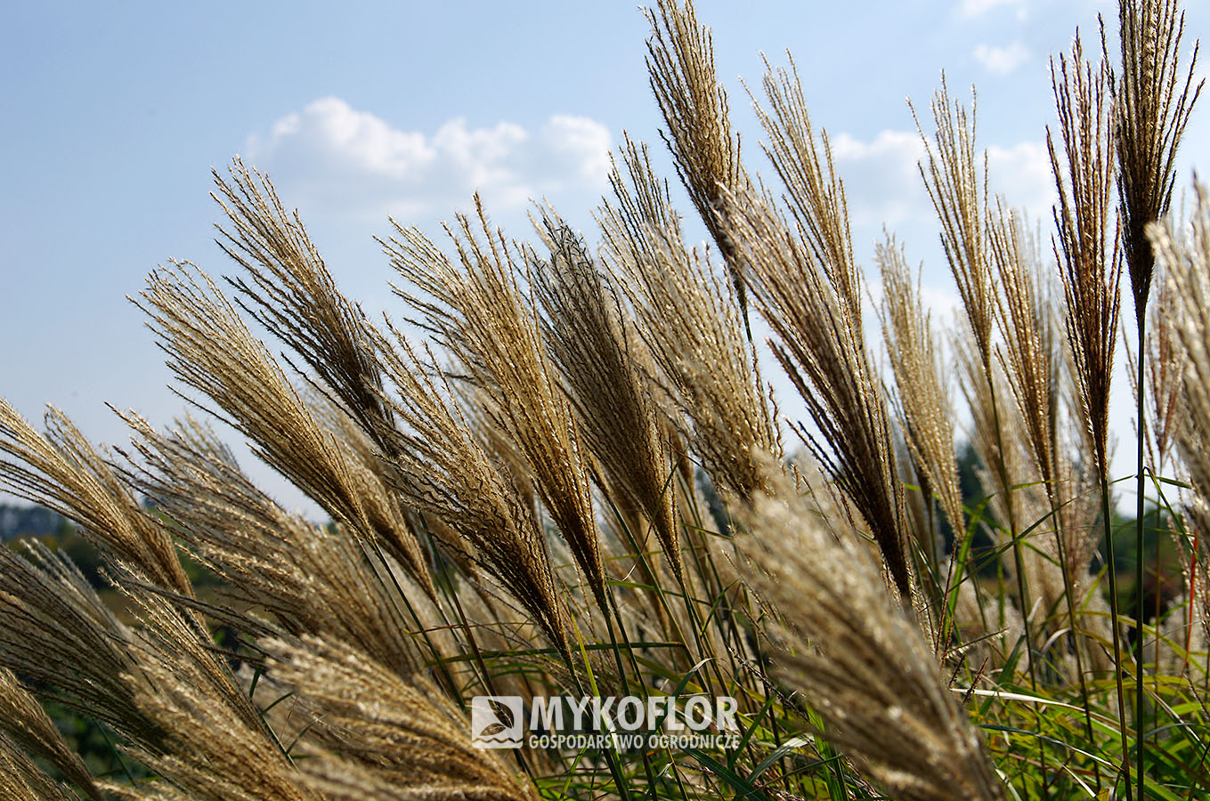 Miskant chiński ‘Kakadu’ – kwiatostany
