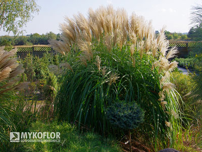 Miscanthus sinensis ‘Syriusz’ – roślina rosnąca w gruncie
