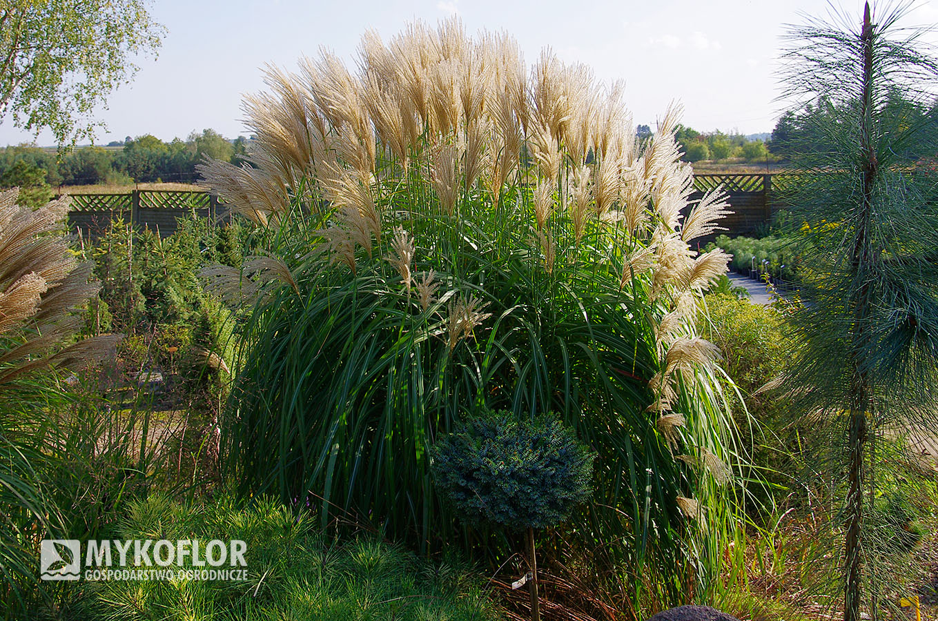Miscanthus sinensis ‘Syriusz’ – roślina rosnąca w gruncie