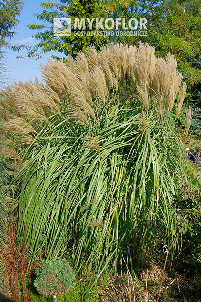 Miscanthus sinensis ‘Syriusz’ – roślina rosnąca w gruncie