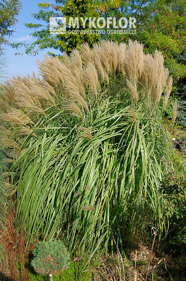 Miscanthus sinensis ‘Syriusz’ – roślina rosnąca w gruncie
