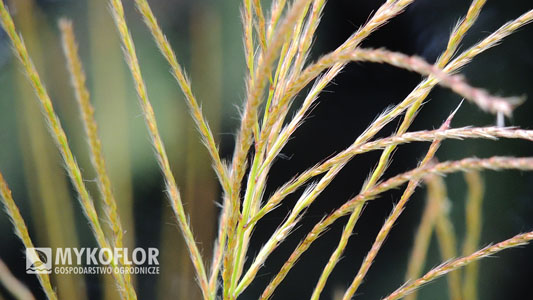Miscanthus sinensis Nishidake Goteborg – zbliżenie kwiatostanu