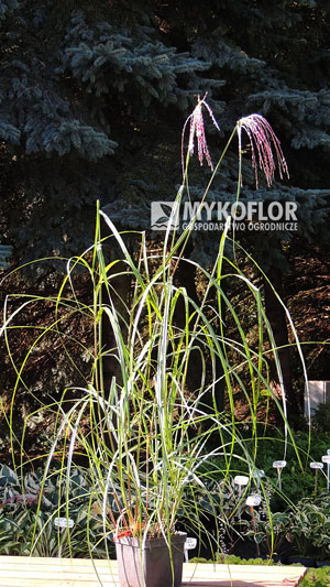 Miscanthus sinensis Noah – przykładowa roślina oferowana do sprzedaży