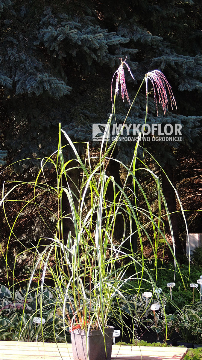 Miscanthus sinensis Noah – przykładowa roślina oferowana do sprzedaży