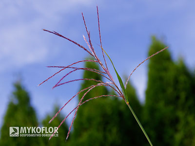 Miscanthus sinensis Rotsilber – zbliżenie rozwijających się kwiatostanów
