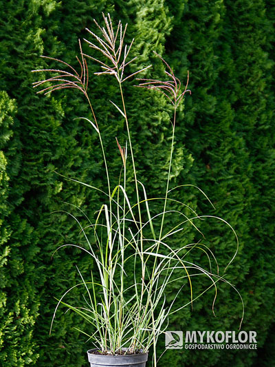 Miscanthus sinensis Sirene – przykładowa roślina oferowana do sprzedaży