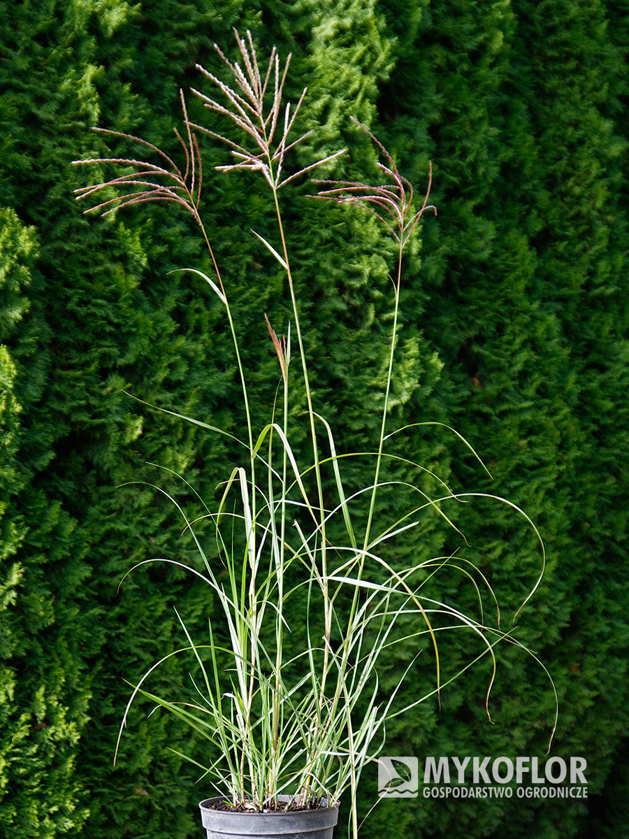 Miscanthus sinensis Sirene – przykładowa roślina oferowana do sprzedaży