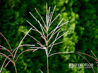 Miscanthus sinensis Sirene – zbliżenie rozwijających się kwiatostanów
