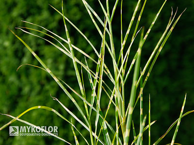 Miscanthus sinensis Strictus – zbliżenie liści