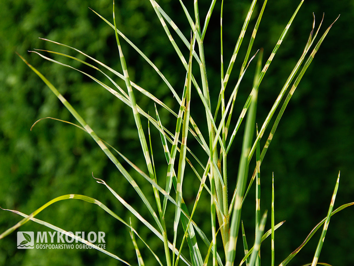 Miscanthus sinensis Strictus – zbliżenie liści