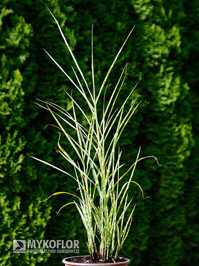 Miscanthus sinensis Strictus – przykładowa roślina oferowana do sprzedaży