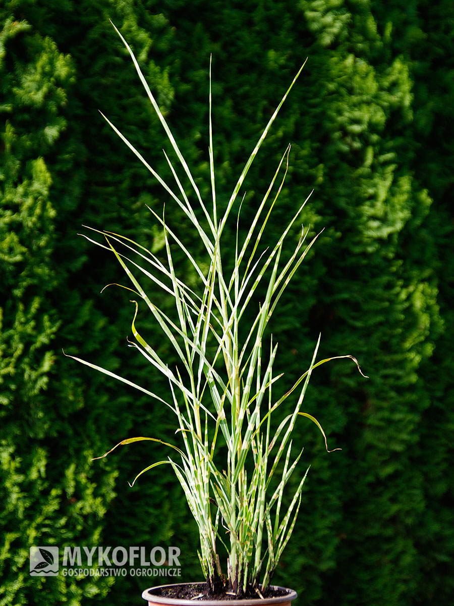 Miscanthus sinensis Strictus – przykładowa roślina oferowana do sprzedaży