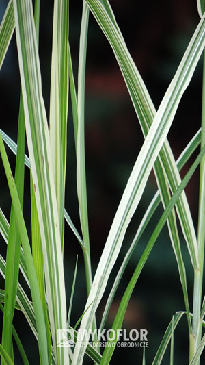 Miscanthus sinensis Variegatus – zbliżenie liści