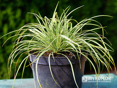 Molinia caerulea Variegata - przykładowa roślina oferowana do sprzedaży