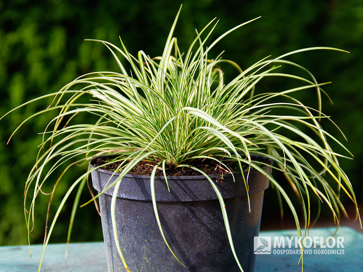 Molinia caerulea Variegata - przykładowa roślina oferowana do sprzedaży