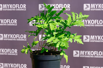 Onoclea sensibilis – przykładowa roślina oferowana do sprzedaży