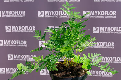 Osmunda regalis – przykładowa roślina oferowana do sprzedaży