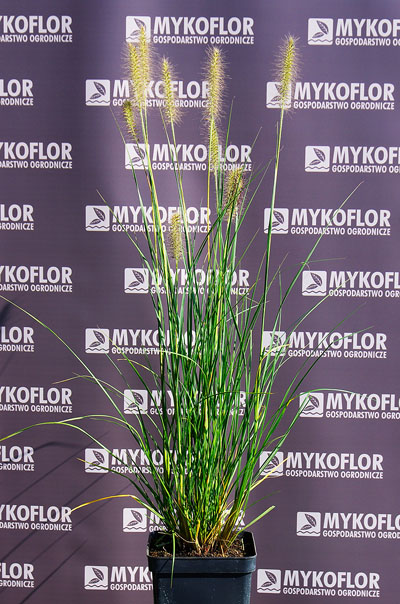 Pennisetum alopecuroides ‘Gelbstiel’ – przykładowa roślina oferowana do sprzedaży