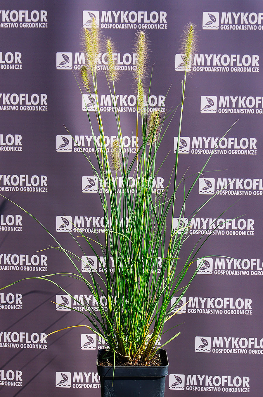 Pennisetum alopecuroides ‘Gelbstiel’ – przykładowa roślina oferowana do sprzedaży