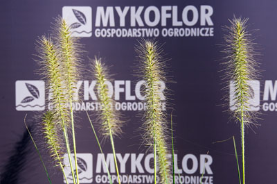 Pennisetum alopecuroides ‘Gelbstiel’ – zbliżenie kwiatostanów