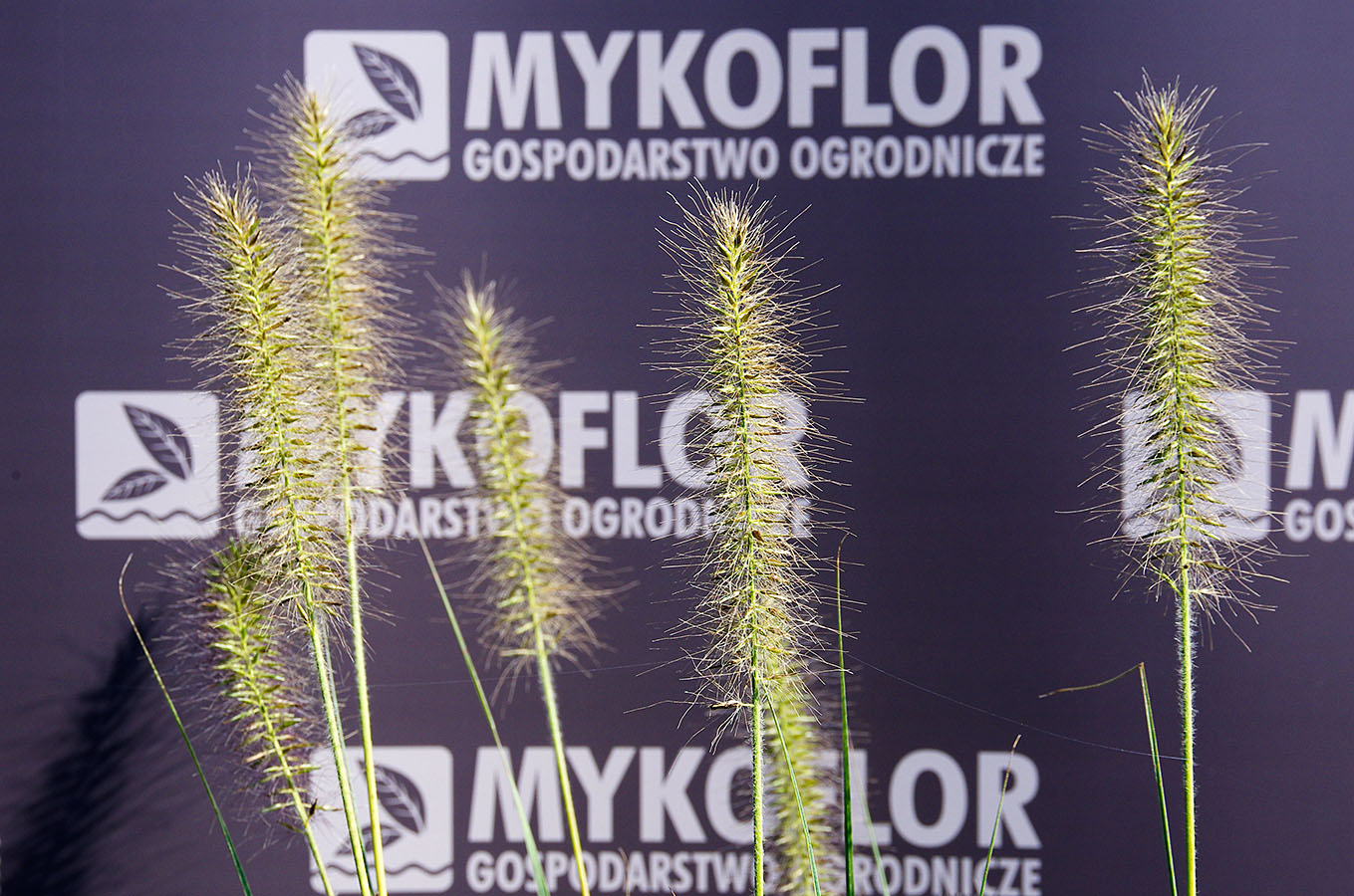 Pennisetum alopecuroides ‘Gelbstiel’ – zbliżenie kwiatostanów