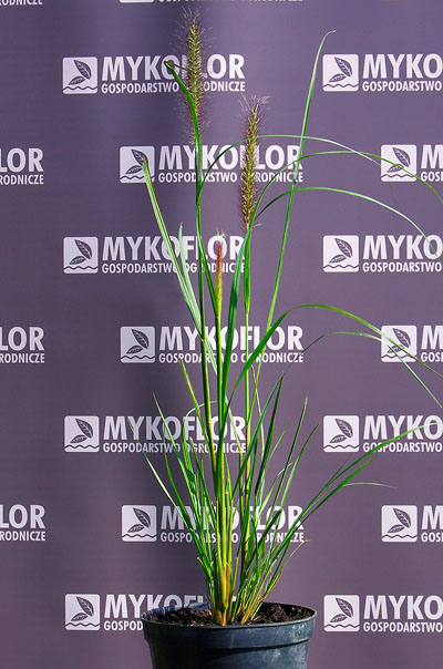 Pennisetum alopecuroides ‘Red Head’ – przykładowa roślina oferowana do sprzedaży