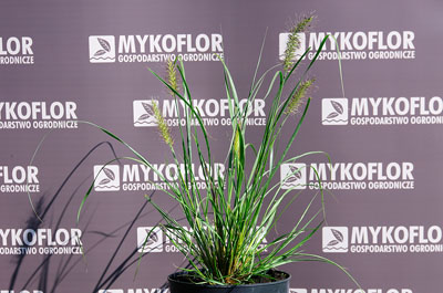 Pennisetum alopecuroides ‘Red Head’ – przykładowa roślina oferowana do sprzedaży
