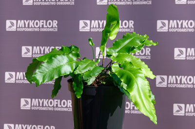 Phyllitis scolopendrium – przykładowa roślina oferowana do sprzedaży