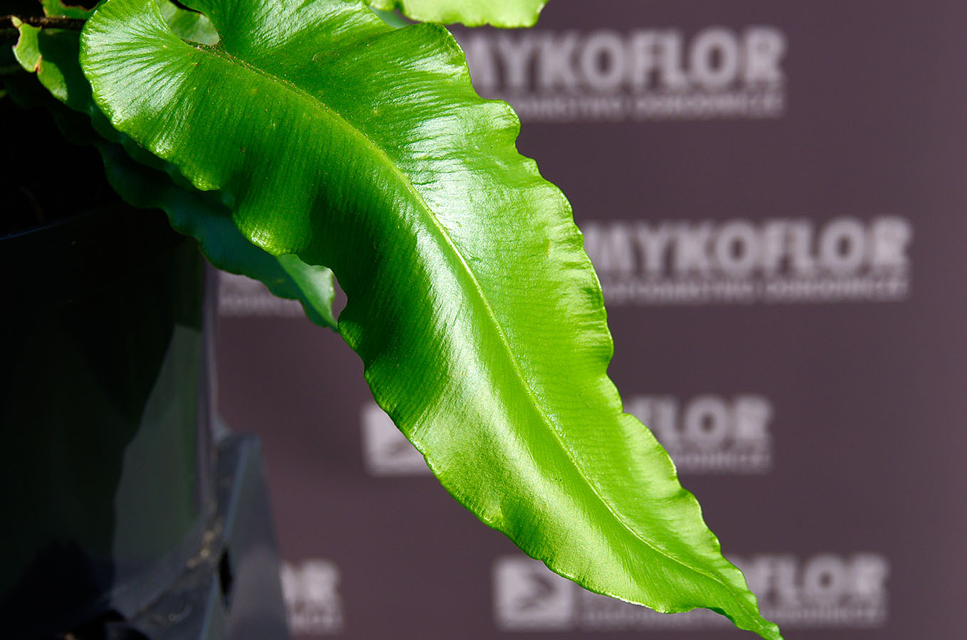 Języcznik zwyczajny – zbliżenie liścia