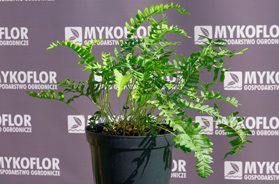 Polypodium vulgare – przykładowa roślina oferowana do sprzedaży
