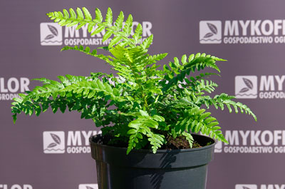 Polystichum aculeatum – przykładowa roślina oferowana do sprzedaży