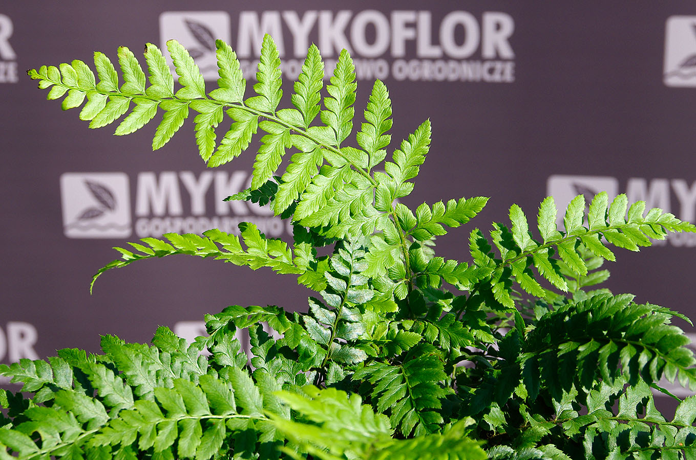 Polystichum aculeatum 