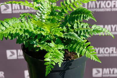 Polystichum aculeatum – zbliżenie liści