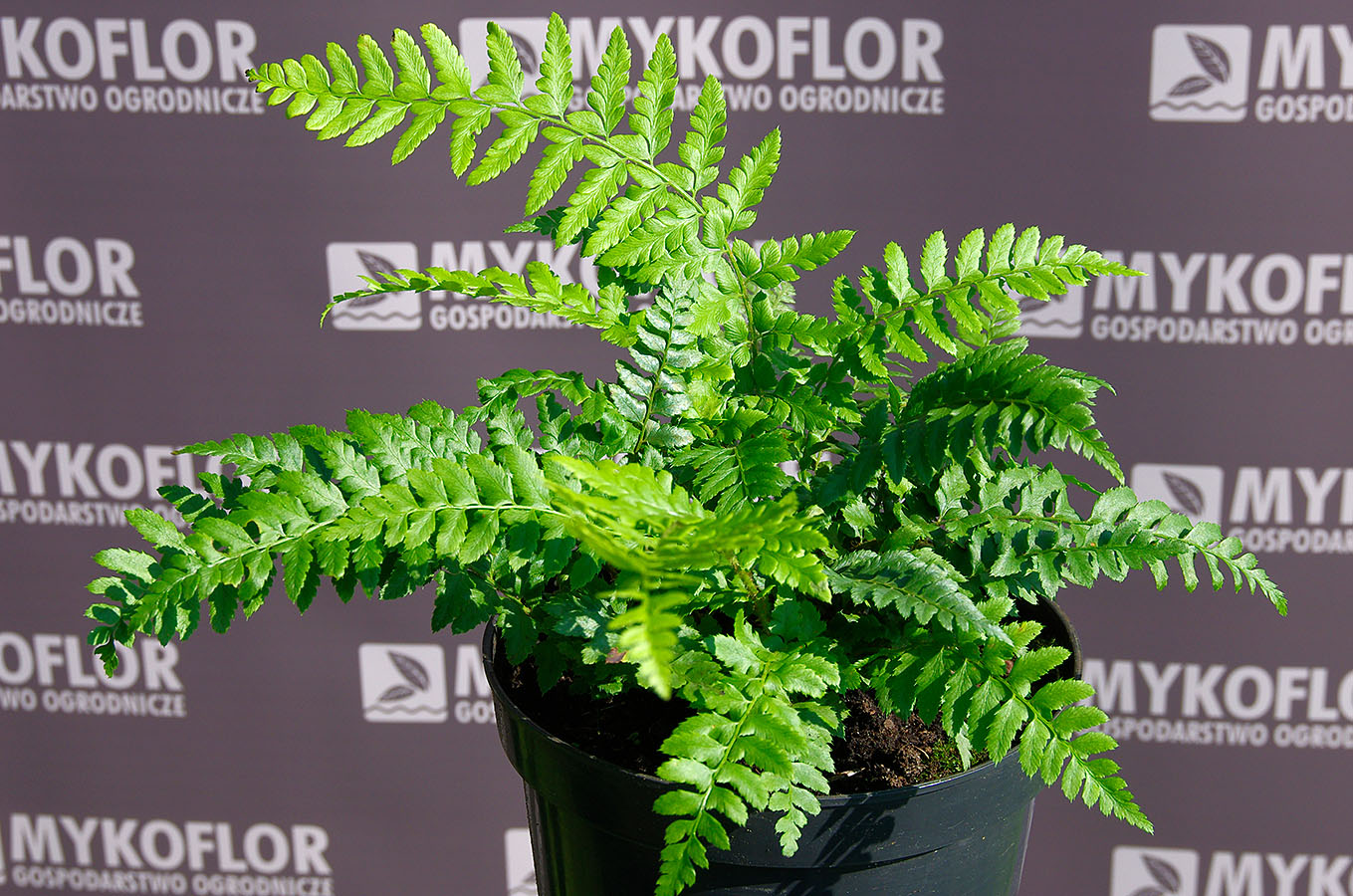 Polystichum aculeatum 