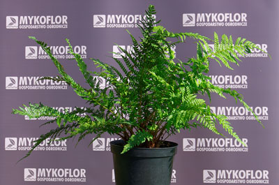 Polystichum setiferum – przykładowa roślina oferowana do sprzedaży