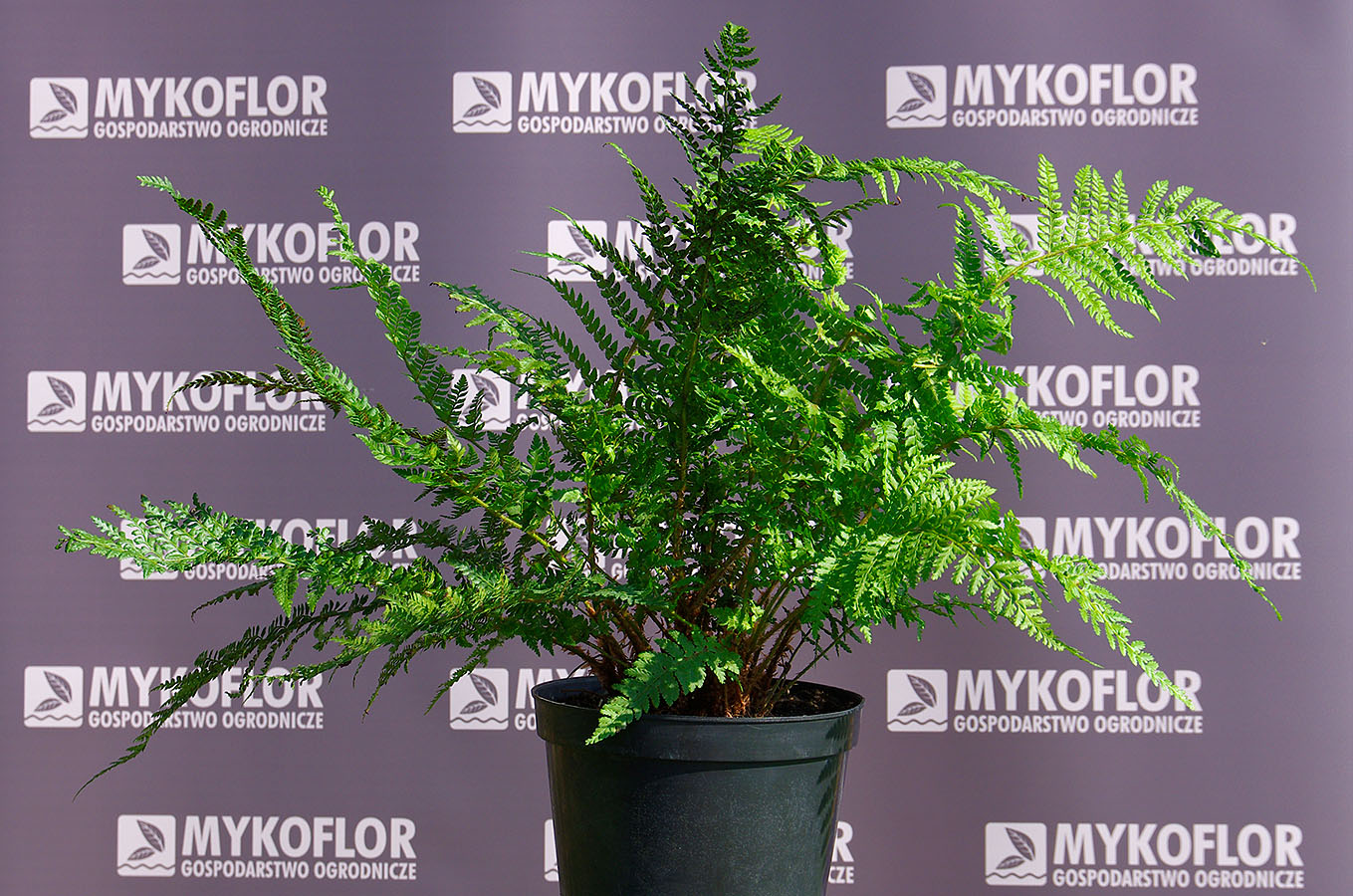 Polystichum setiferum