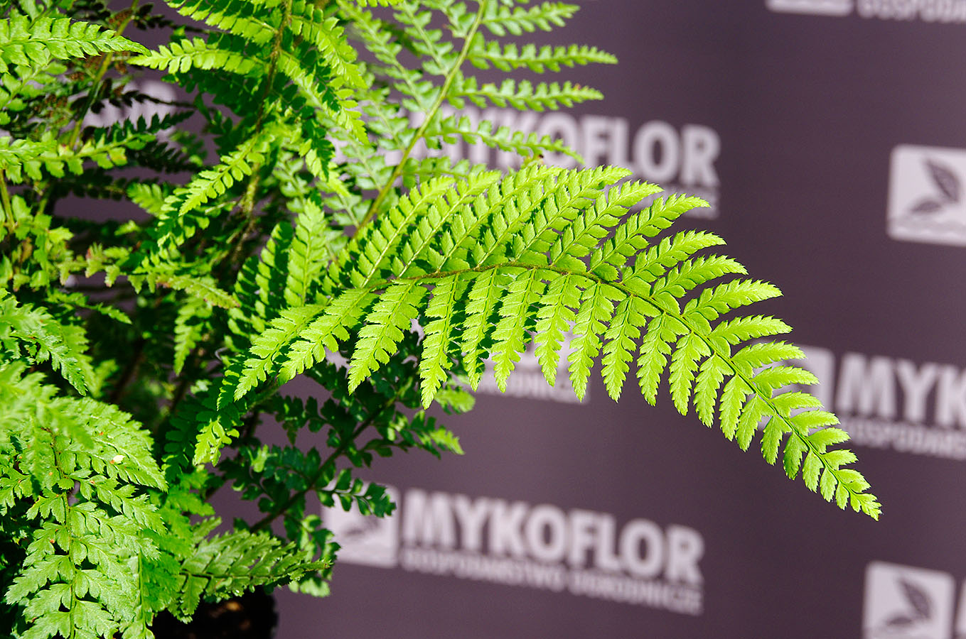 Polystichum setiferum