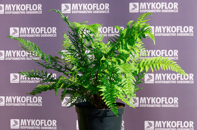 Polystichum setiferum – przykładowa roślina oferowana do sprzedaży