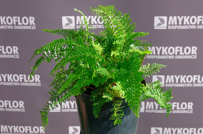 Polystichum setiferum Plumosum Densum – przykładowa roślina oferowana do sprzedaży